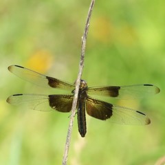 Libellula luctuosa