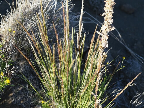 Agrostis sandwicensis observed 2024-07-10