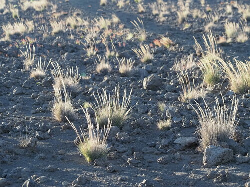 Agrostis sandwicensis observed 2024-07-10
