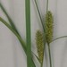 Carex pellita - Photo (c) Katie Kucera, algunos derechos reservados (CC BY), subido por Katie Kucera