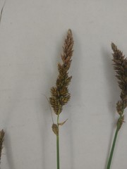 Carex sartwellii