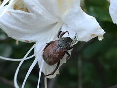 Hoplia