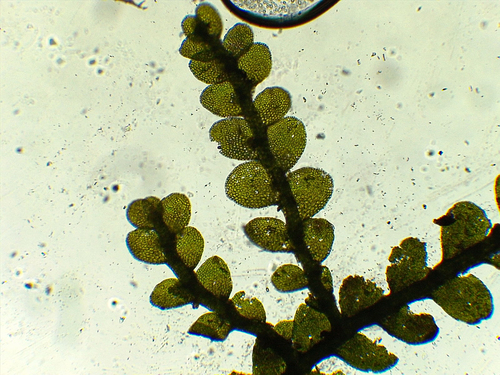 Lejeunea subelobata
