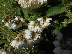Deutzia