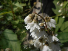 Deutzia