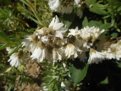 Deutzia