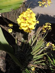 Trichocentrum cebolleta