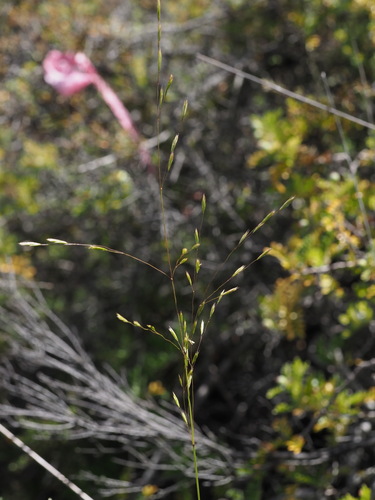 Festuca hawaiiensis