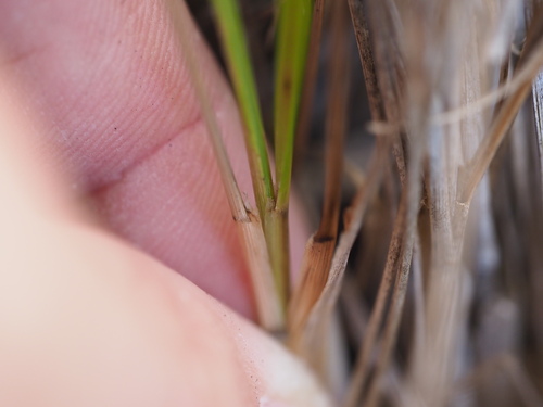 Festuca hawaiiensis