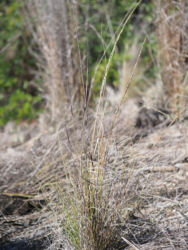 Eragrostis leptophylla