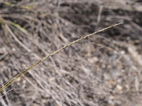 Eragrostis leptophylla
