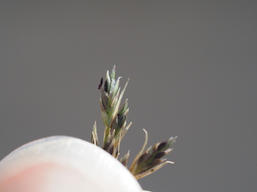 Eragrostis leptophylla