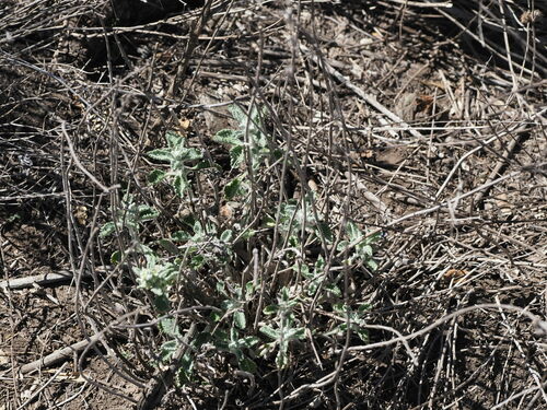Marrubium vulgare observed 2024-07-11
