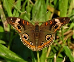 Junonia coenia coenia