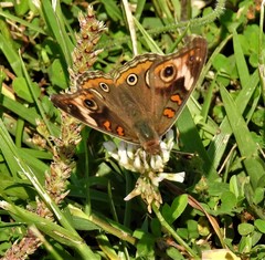 Junonia coenia coenia
