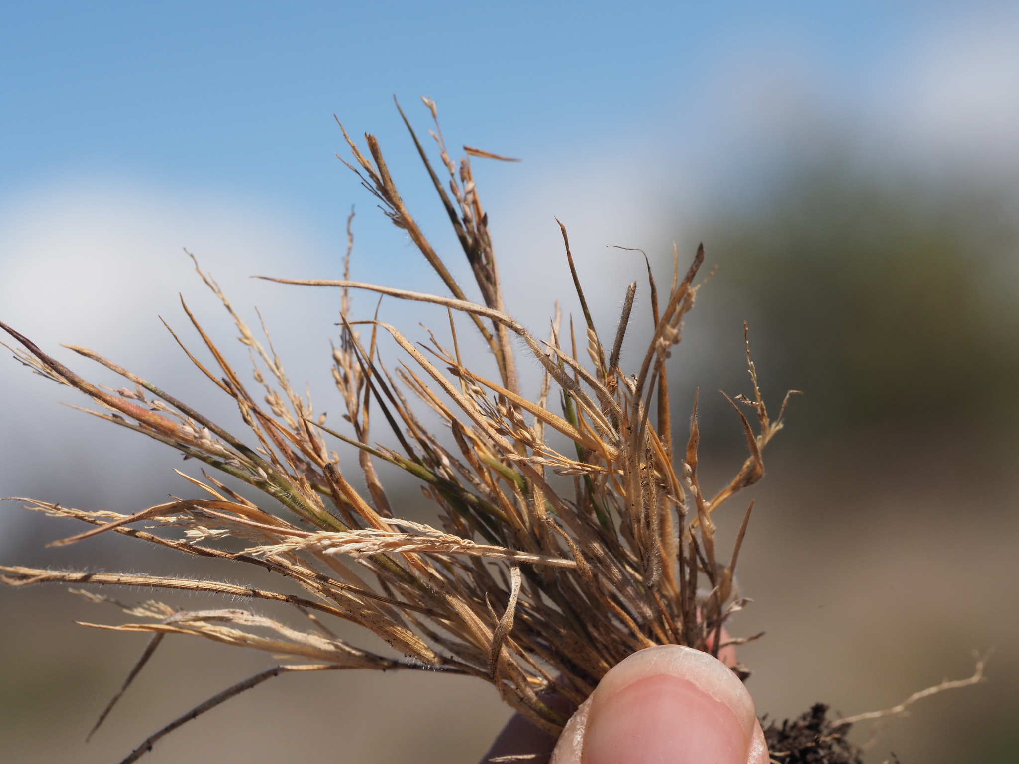 Panicum konaense