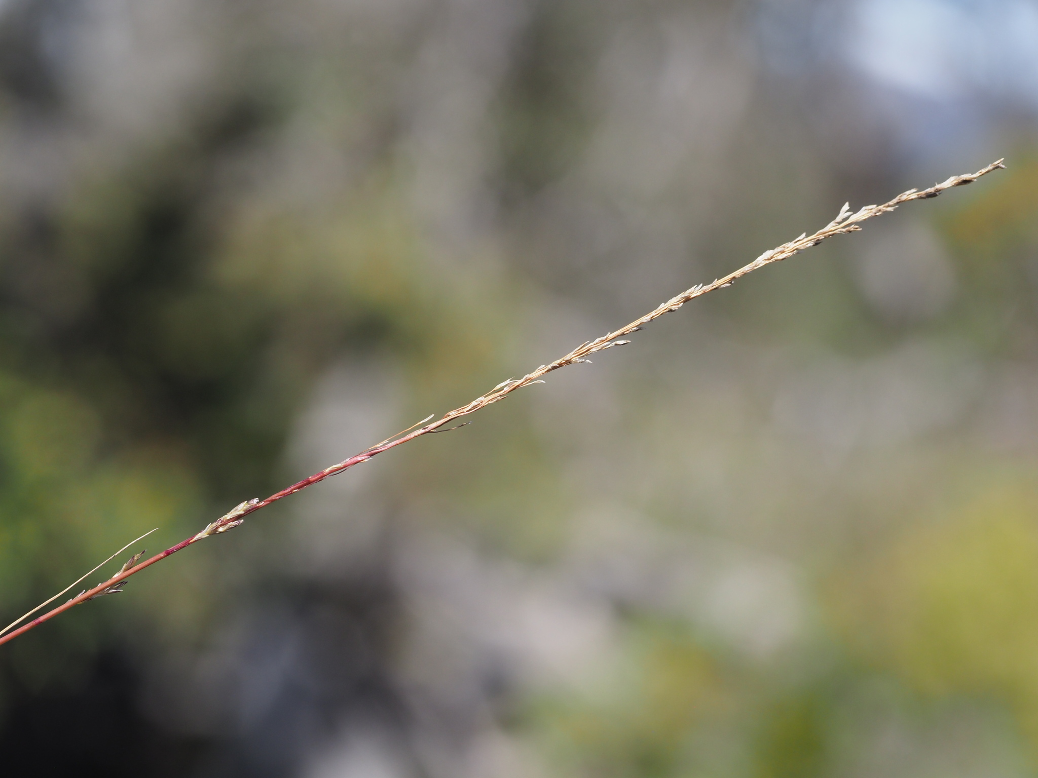Eragrostis monticola