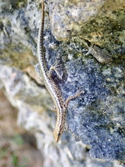 Cryptoblepharus poecilopleurus