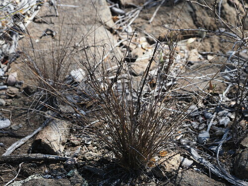 Eragrostis monticola