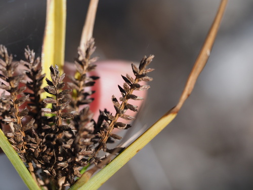 Image of Cyperus hillebrandii by (c) Kevin Faccenda, some rights reserved (CC BY)
