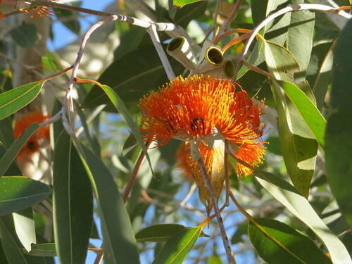 Image of Eucalyptus aurantiaca by (c) pimelea, some rights reserved (CC BY)