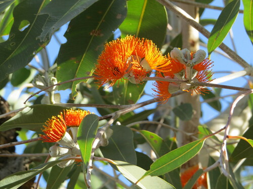 Image of Eucalyptus aurantiaca by (c) pimelea, some rights reserved (CC BY)