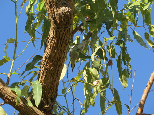 Image of Eucalyptus aurantiaca by (c) pimelea, some rights reserved (CC BY)