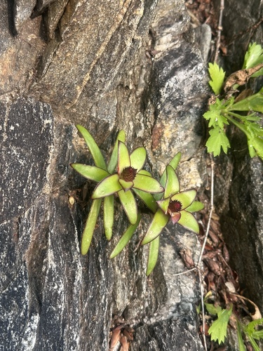 Image of Orostachys maximowiczii by (c) Tatyana Petrenko, some rights reserved (CC BY)