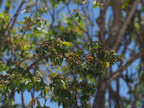 Euphorbia olowaluana observed 2024-07-11