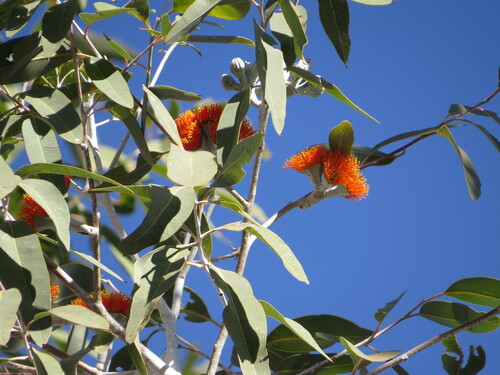 Image of Eucalyptus aurantiaca by (c) pimelea, some rights reserved (CC BY)