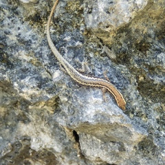 Cryptoblepharus poecilopleurus