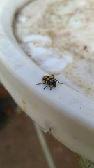 Coleomegilla quadrifasciata