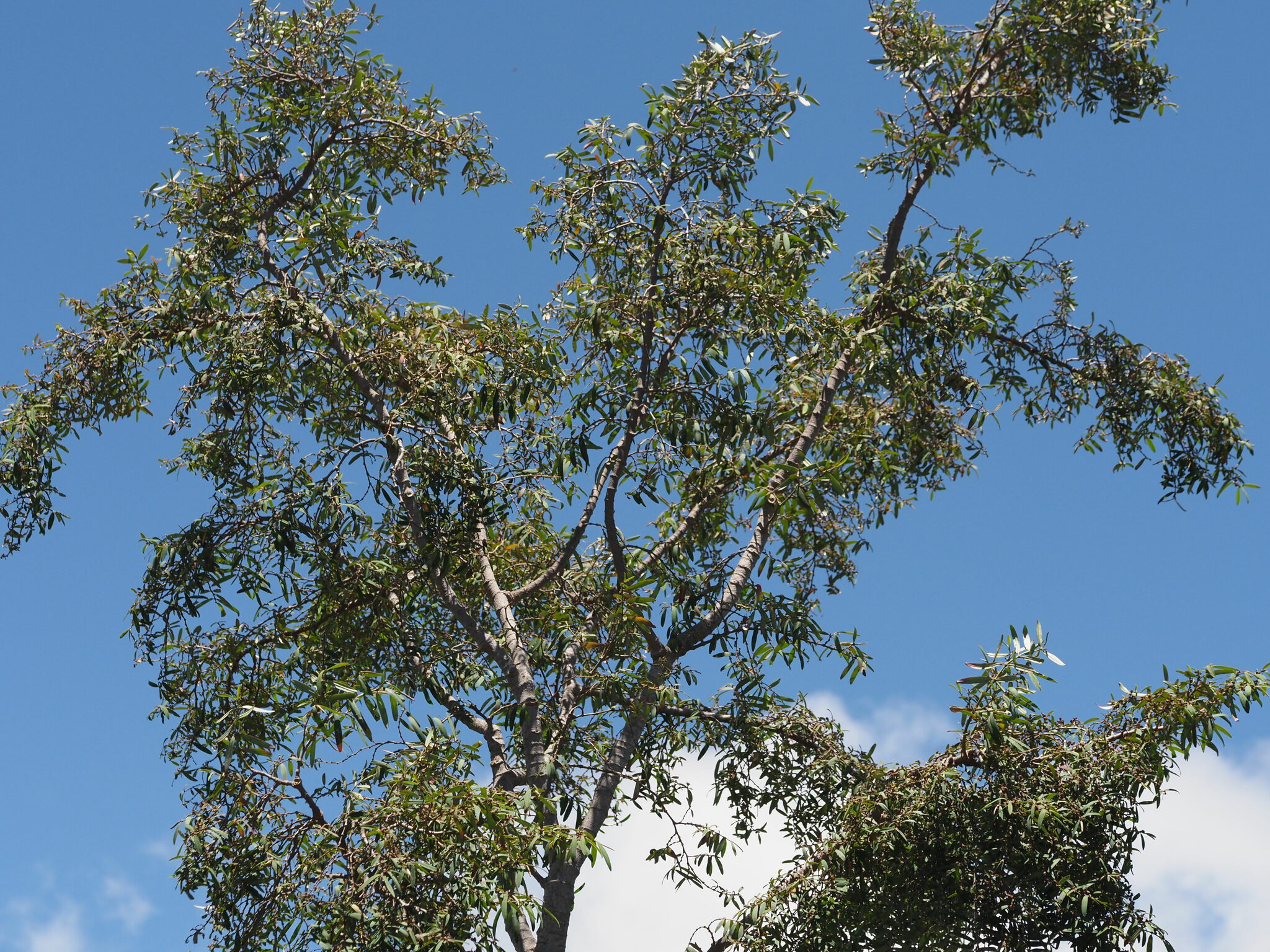 Euphorbia olowaluana