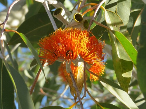 Melaleuca Gum (Eucalyptus aurantiaca)