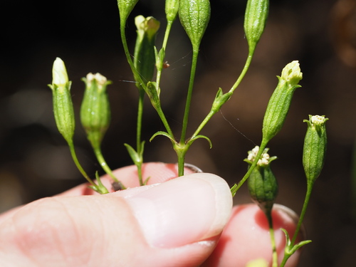 Silene hawaiiensis observed 2024-07-11