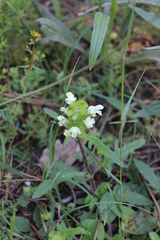 Prunella laciniata