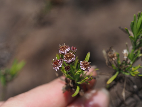 Forest Tetramolopium (Tetramolopium consanguineum)