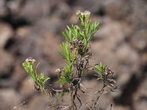 Image of Tetramolopium consanguineum by (c) Kevin Faccenda, some rights reserved (CC BY)