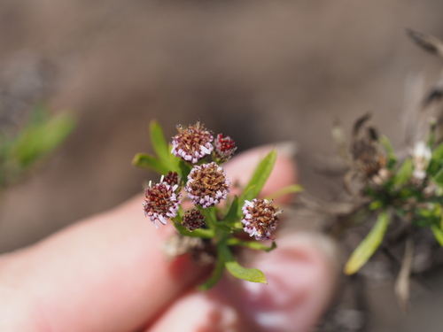 Image of Tetramolopium consanguineum by (c) Kevin Faccenda, some rights reserved (CC BY)