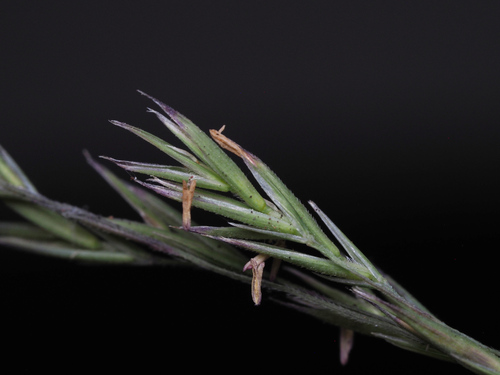 Festuca hawaiiensis