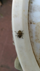 Coleomegilla quadrifasciata