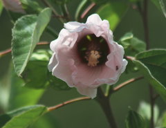 Hibiscus lasiocarpos