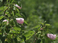Hibiscus lasiocarpos