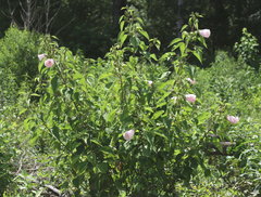 Hibiscus lasiocarpos