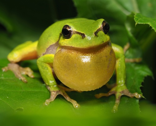 European Tree Frog