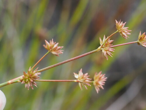 Juncus acuminatus, 2024-07-11