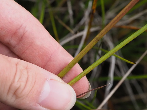 Image of Juncus acuminatus by (c) Kevin Faccenda, some rights reserved (CC BY)