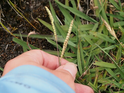 Paspalum dilatatum observed 2024-07-11