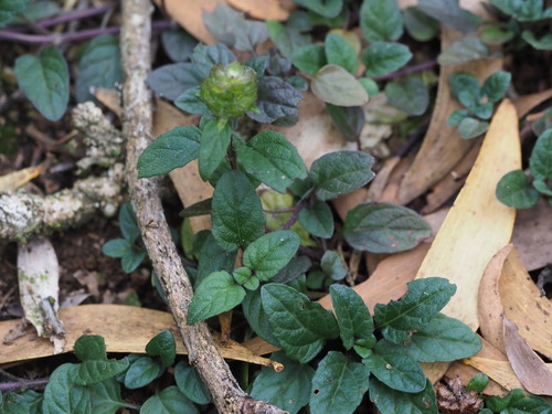 Prunella vulgaris observed 2024-07-11
