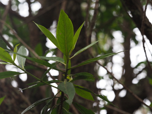Image of Myoporum sandwicense by (c) Kevin Faccenda, some rights reserved (CC BY)